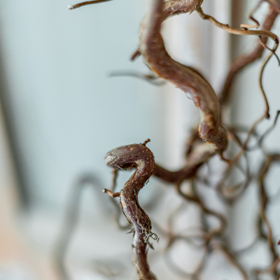 twigtwine